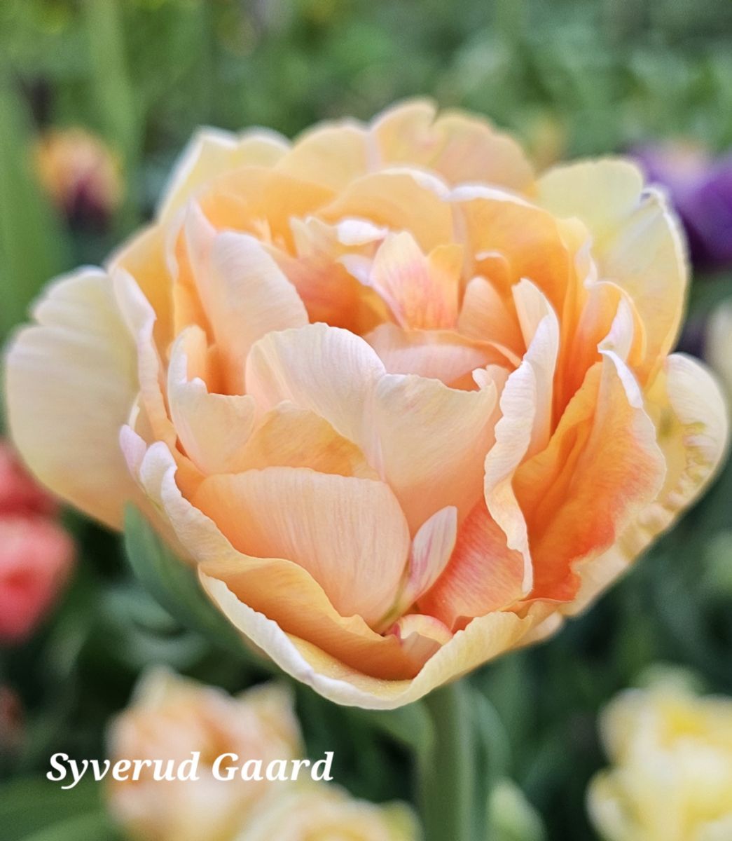 Tulipan Charming Beauty 8 stykk 
