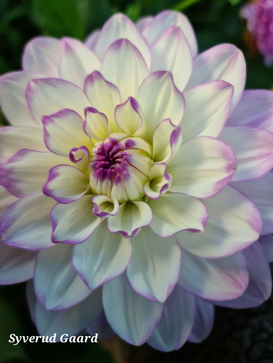 Dahlia Blue Wish Nyhet 2026