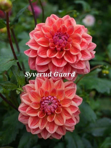 Hovedbilde Dahlia All That Jazz