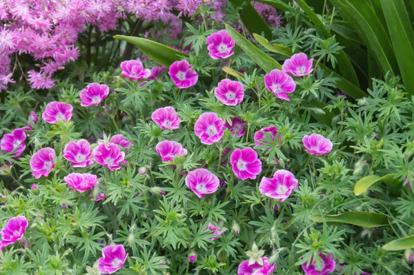Hovedbilde Geranium Elke 