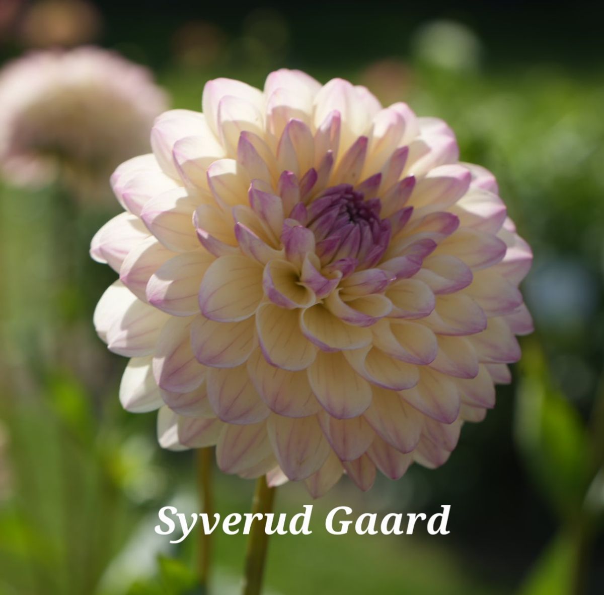 Dahlia Sturm Kika Nyhet 2025