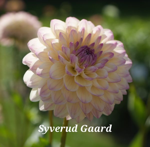 Hovedbilde Dahlia Sturm Kika Nyhet 2025