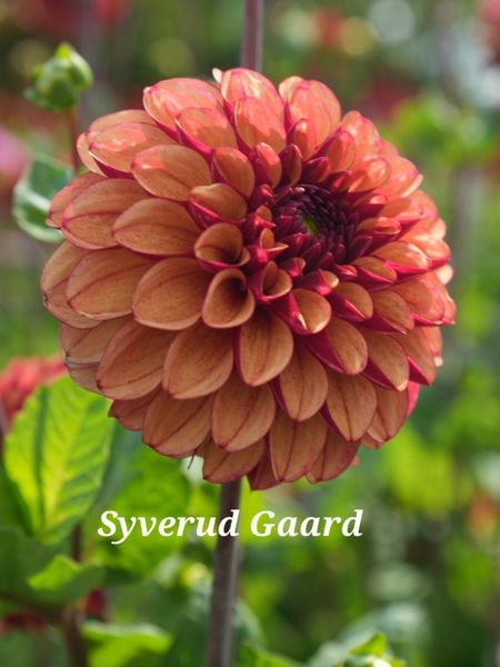 Hovedbilde Dahlia High Fidelity