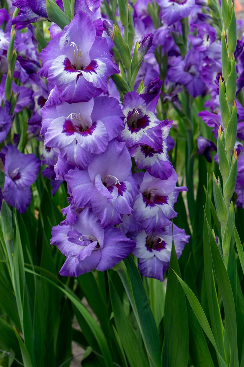 Gladiolus Big Girl 10 stykk Nyhet