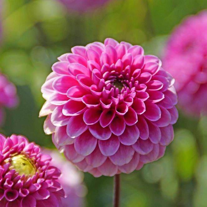 Hovedbilde Dahlia Happy Hour 