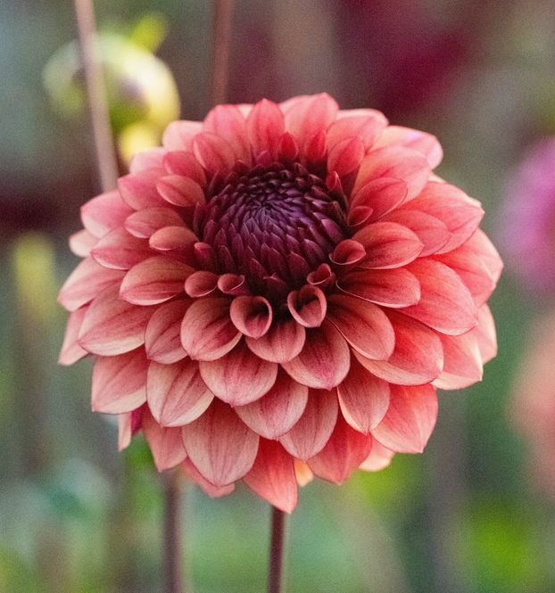 Hovedbilde Dahlia Jowey Merel Nyhet 2027