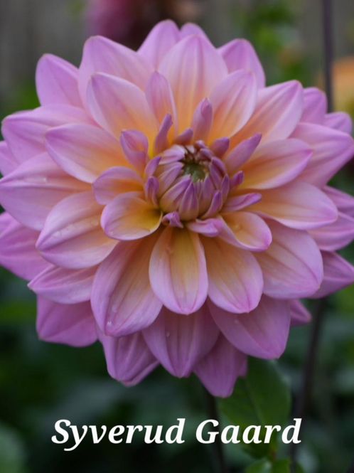 Hovedbilde Dahlia Great Silence 