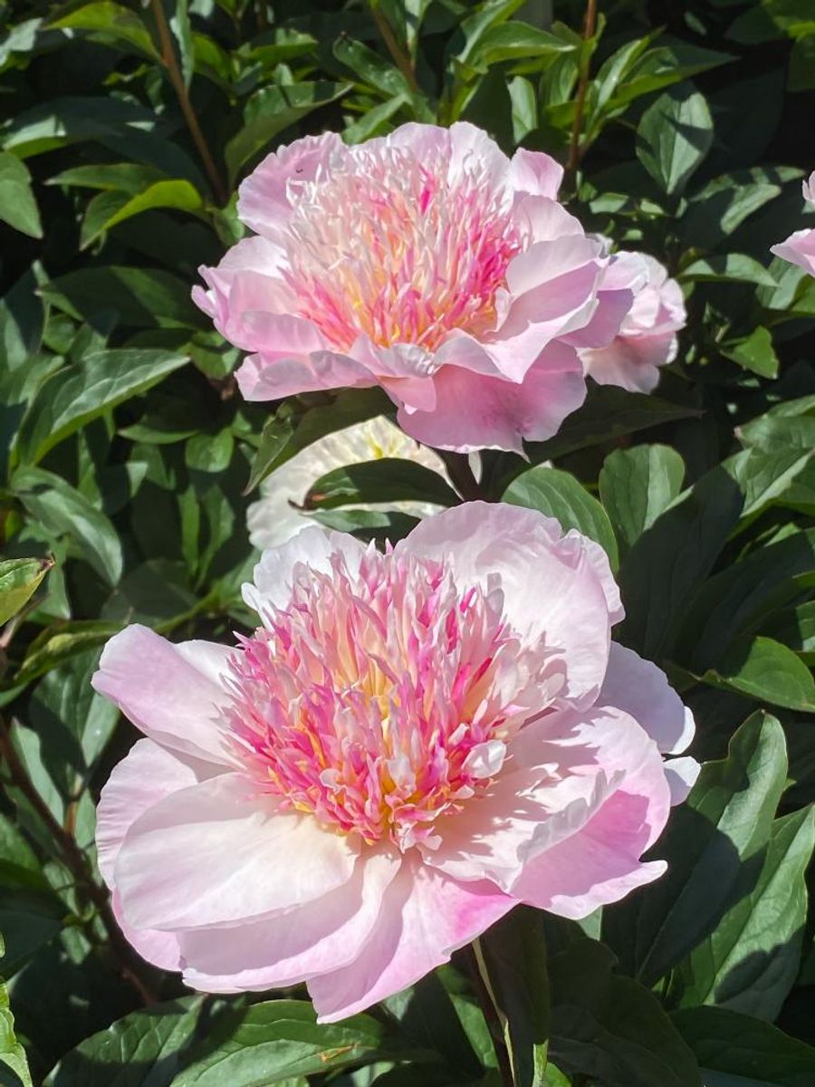 Paeonia Do Tell Nyhet