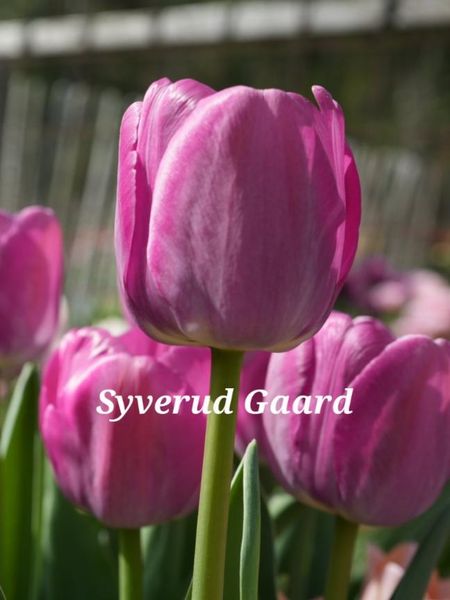 Hovedbilde Tulipan Purple Pride 7 stykk 