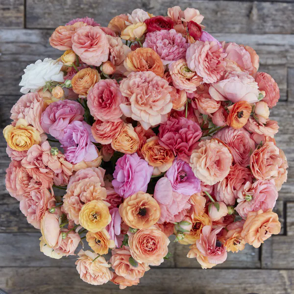 Hovedbilde Ranunculus Pauline Champagne 10stykk