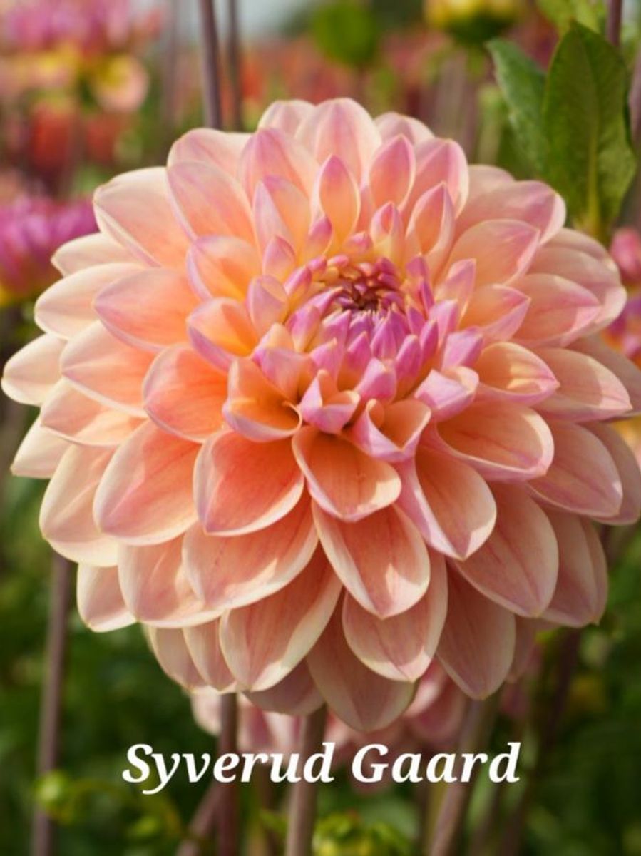 Dahlia big pack 3 stykk Hapet Pastel Nyhet 2026