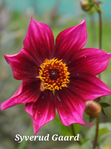 Hovedbilde Dahlia Schippers Choice Nyhet 2026