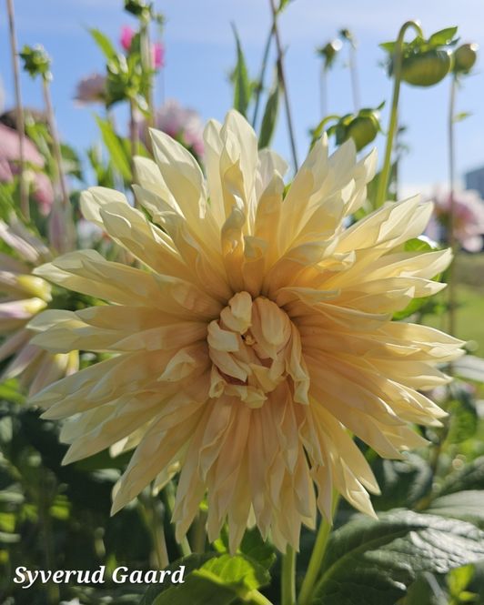 Hovedbilde Dahlia Café de Paris 