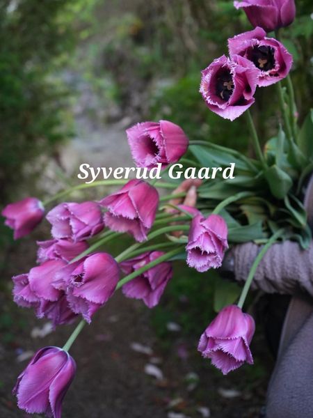 Hovedbilde Tulipan Louvre 8 stykk 
