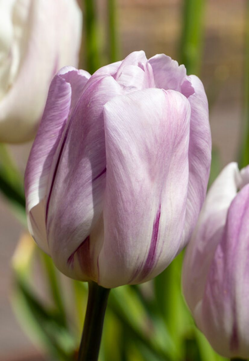 Tulipan Candy Prince 5 stykk 