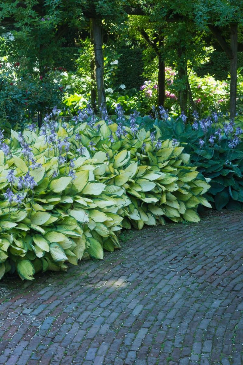 Hosta Gold Standard 1 stykk Nyhet