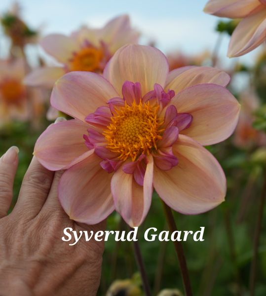 Hovedbilde Dahlia Campus Nature Metier Nyhet 2026