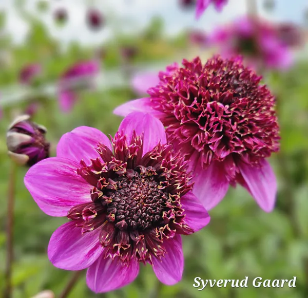 Hovedbilde Dahlia Abigail 