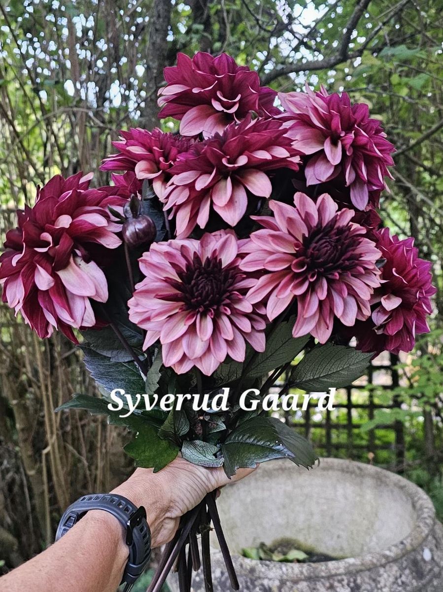 Dahlia Night Silence 