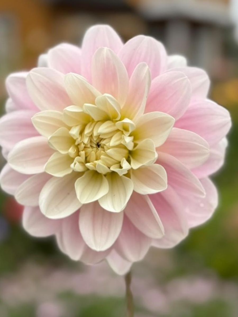 Dahlia Bracken Ballerina Nyhet 2026
