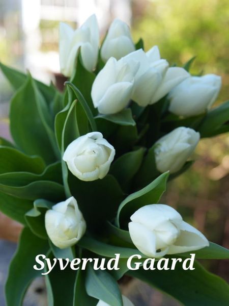 Hovedbilde Tulipan White Prince 5 stykk 