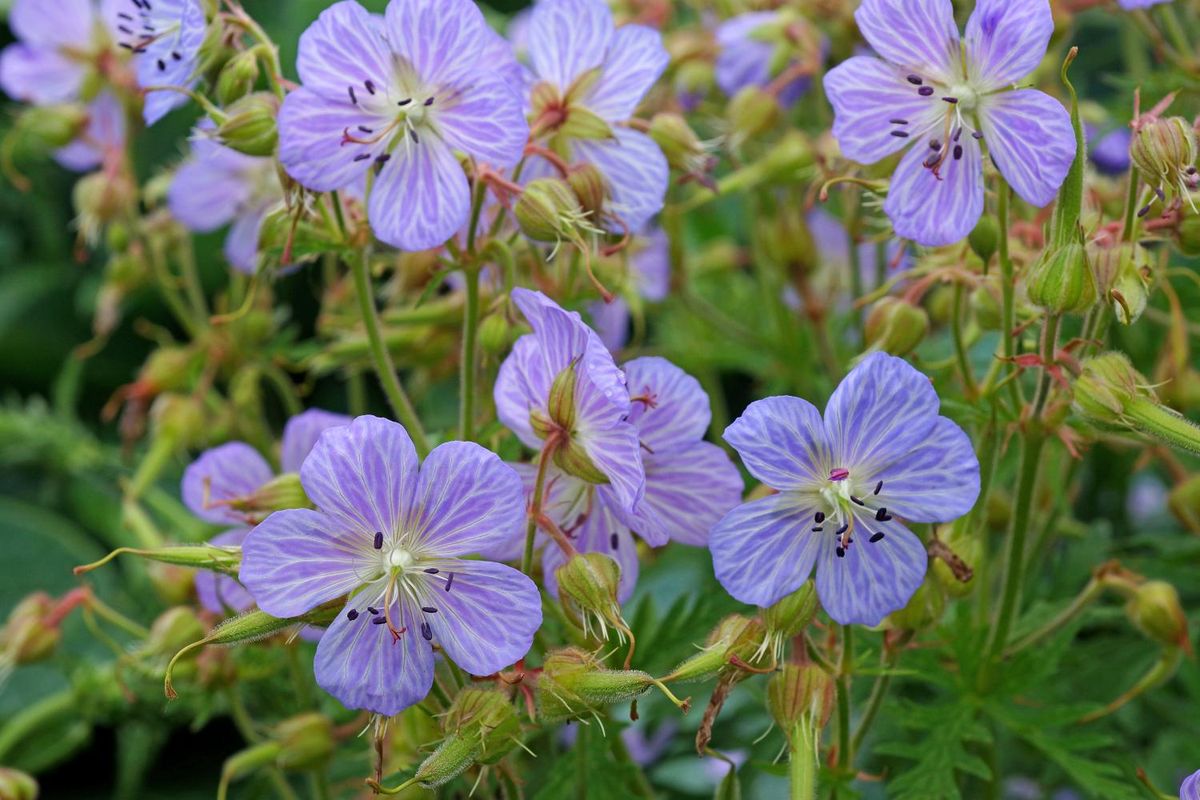 Geranium Pratense Mrs Kendall Clark 