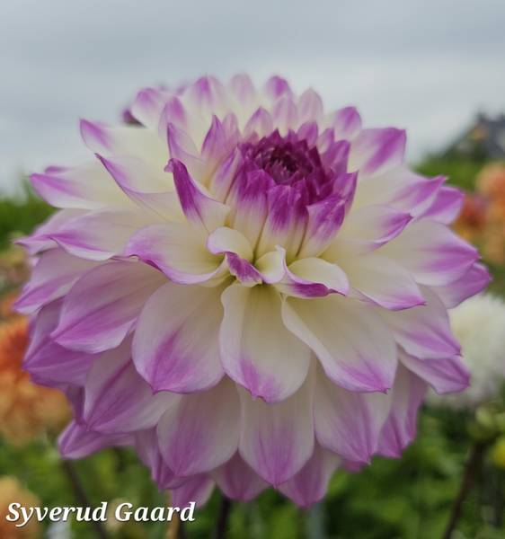 Hovedbilde Dahlia Hapet Blue Eyes Nyhet 2026