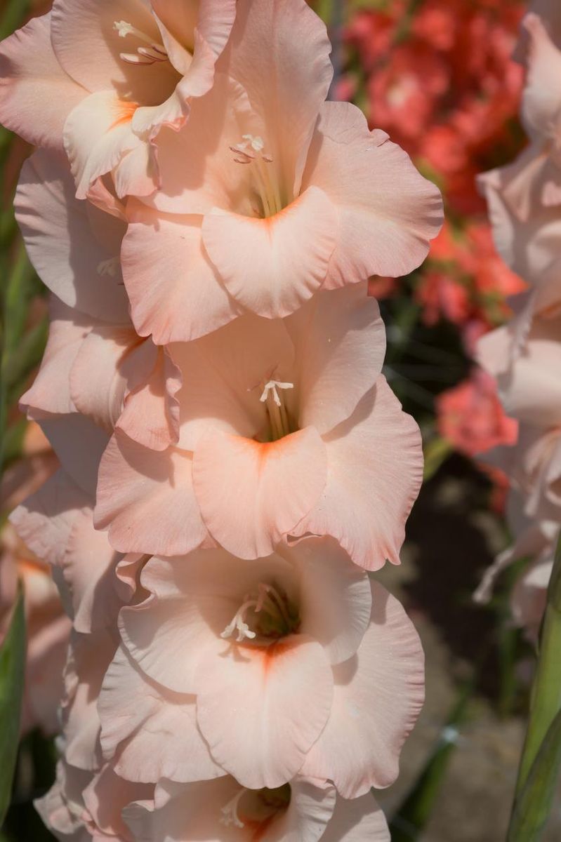 Gladiolus Rigoletto 10 stykk Nyhet