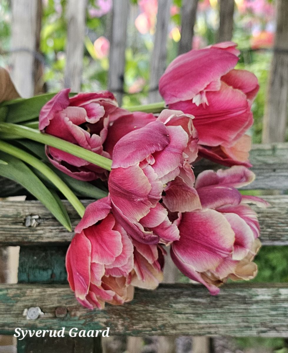 Tulipan Verona Sunrise 5 stykk  