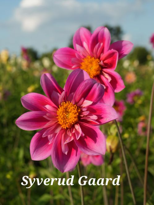 Hovedbilde Dahlia Edith Jones Nyhet 2027