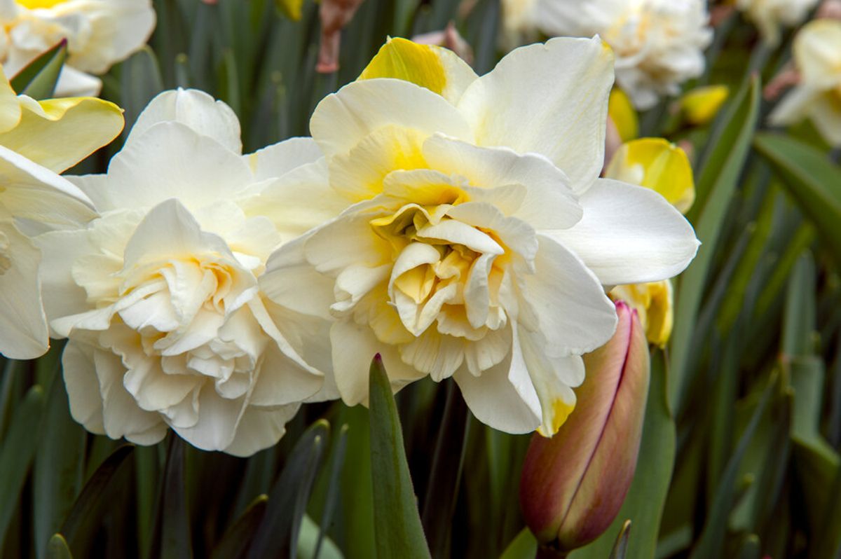 Narcissus Obdam 5 pakk 