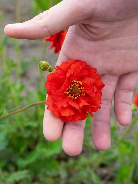 Hovedbilde Geum Firestarter 1 stykk Nyhet