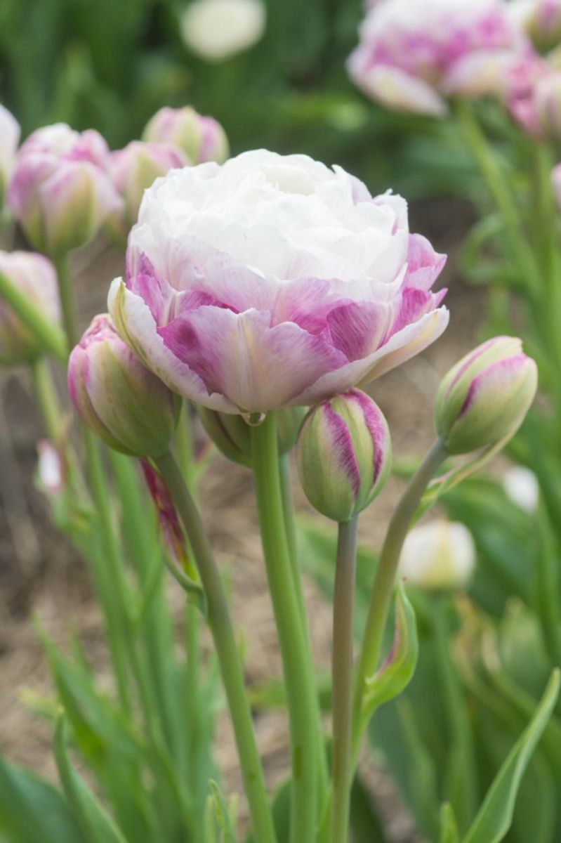 Tulipan Double Surprise 5 stykk 
