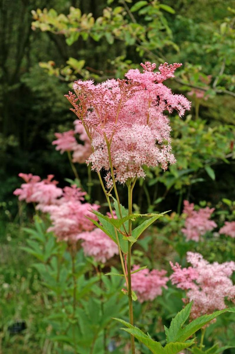 Filipendula Venusta 1 stykk