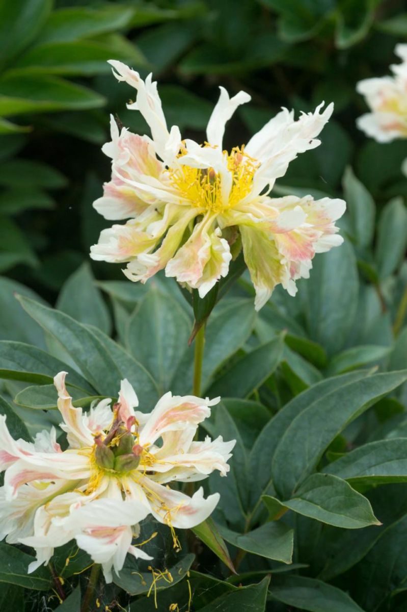 Paeonia Green Lotus 