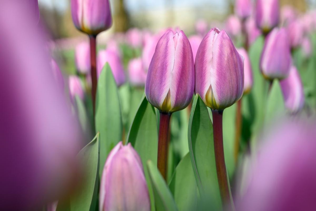 Tulipan Light and Dreamy 5 stykk 