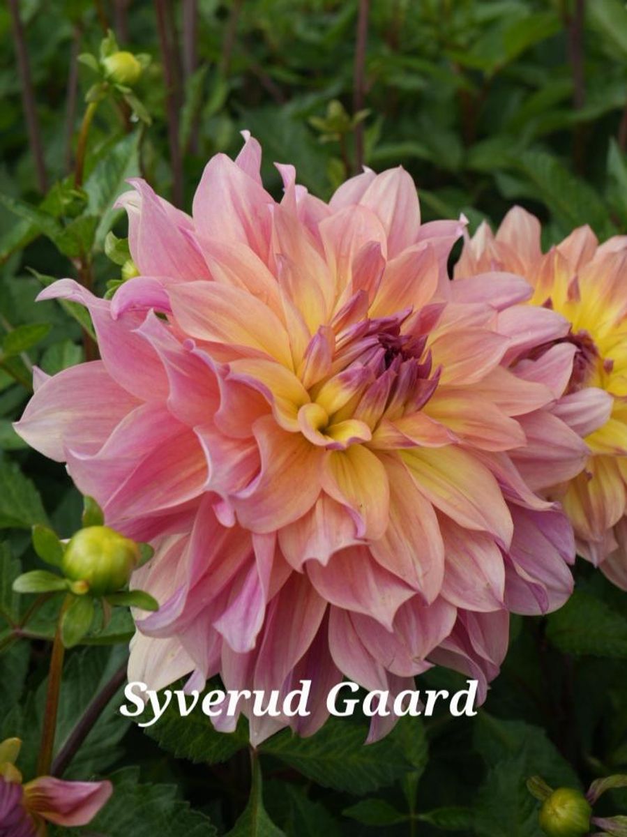 Dahlia Pasadoble Dancer Nyhet 2026