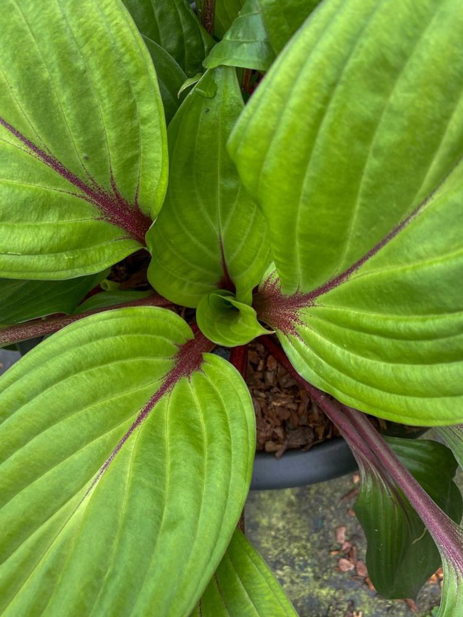 Hosta First Blush 1 stykk