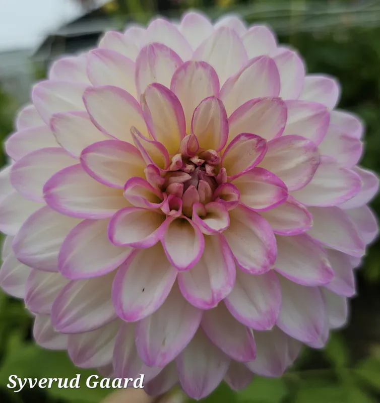 Dahlia Arbatax 